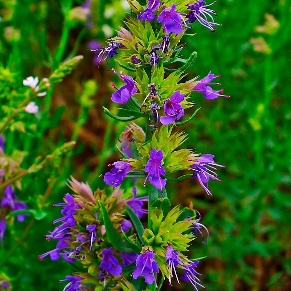 Превью изображения