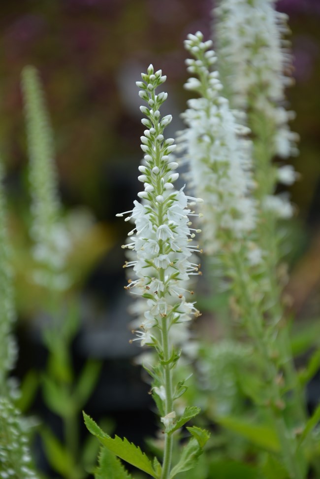 Превью изображения