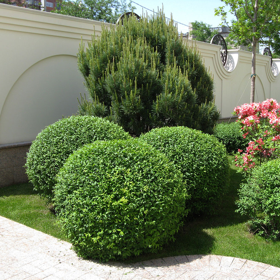 Превью изображения