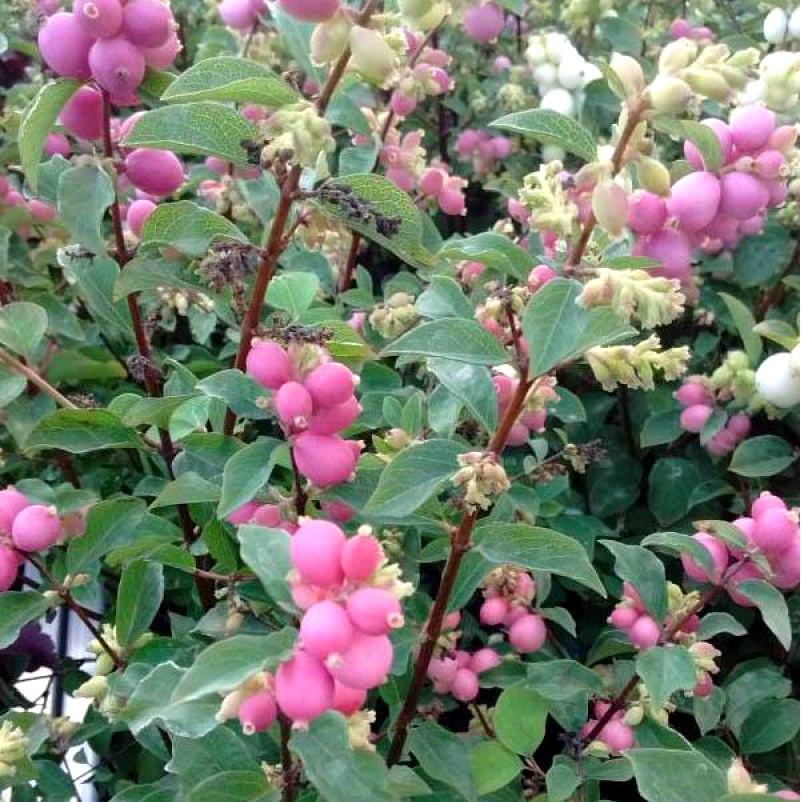 Превью изображения