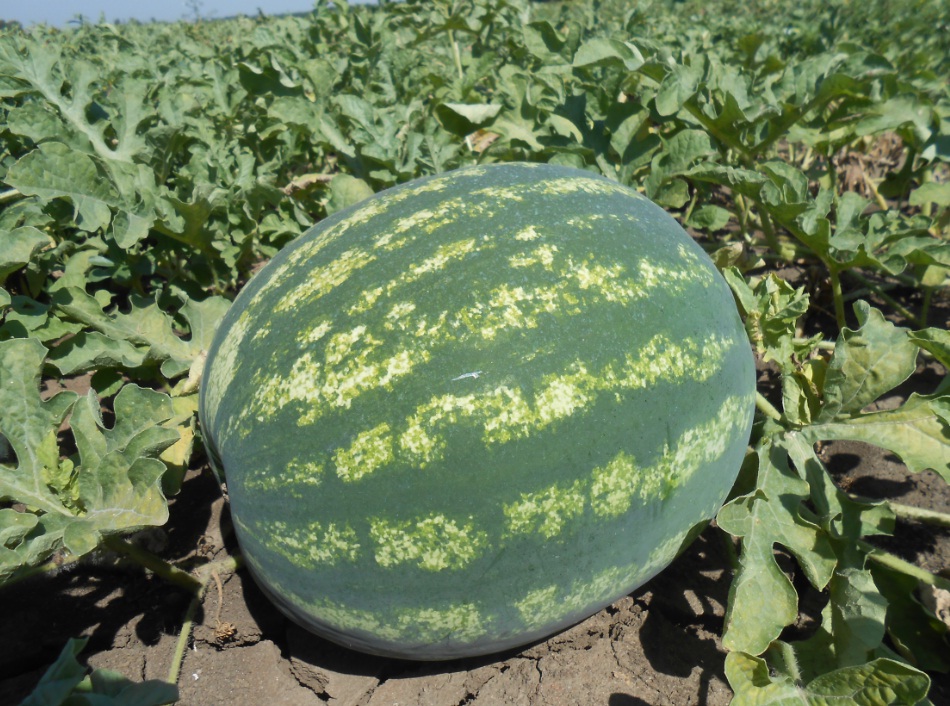 Превью изображения