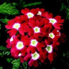 Превью изображения