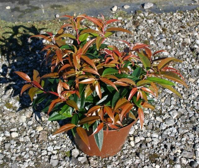 Превью изображения