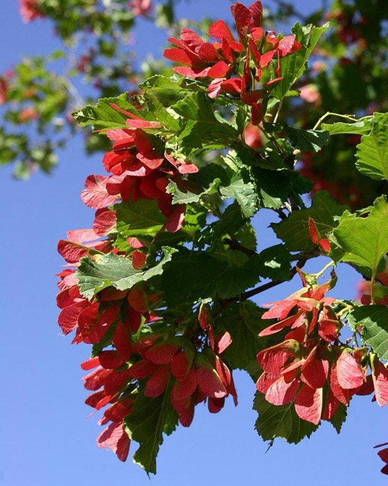 Превью изображения