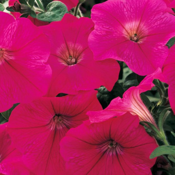 Превью изображения