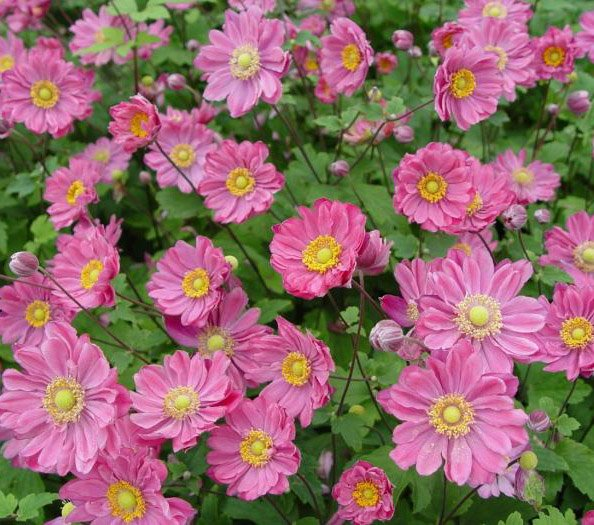 Превью изображения