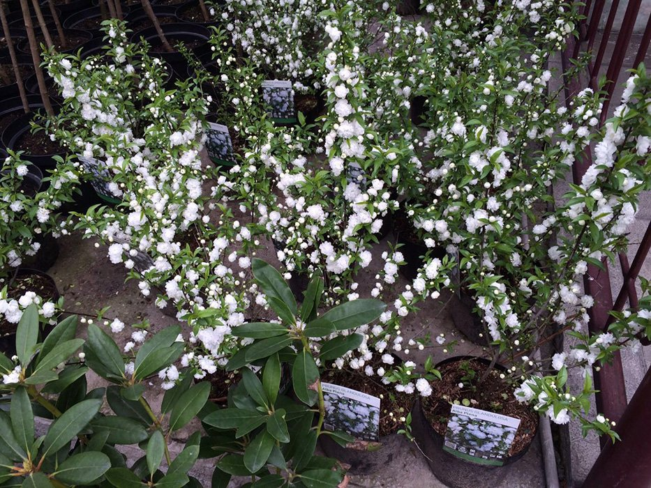 Превью изображения