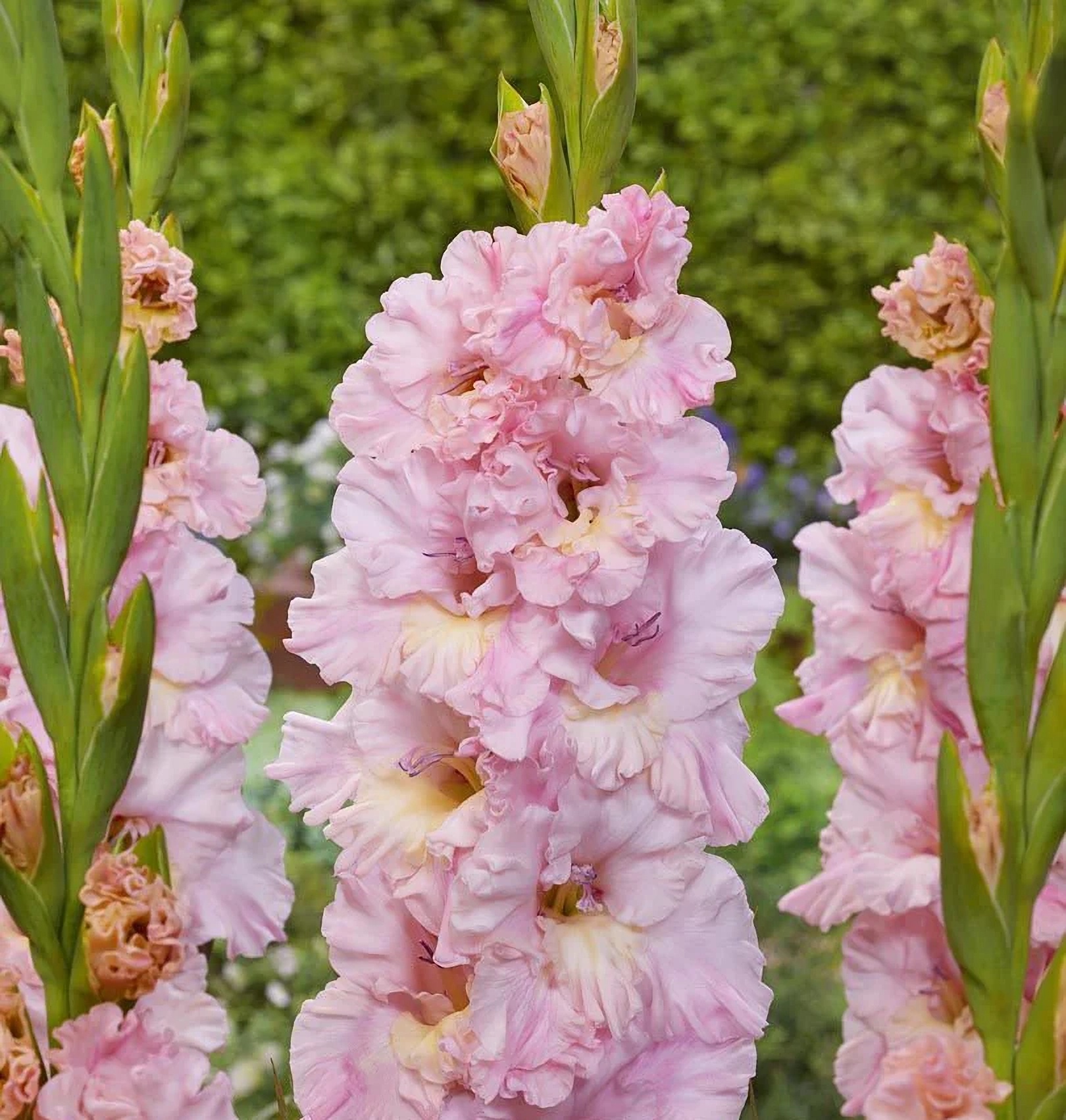 Превью изображения