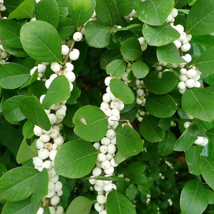 Превью изображения