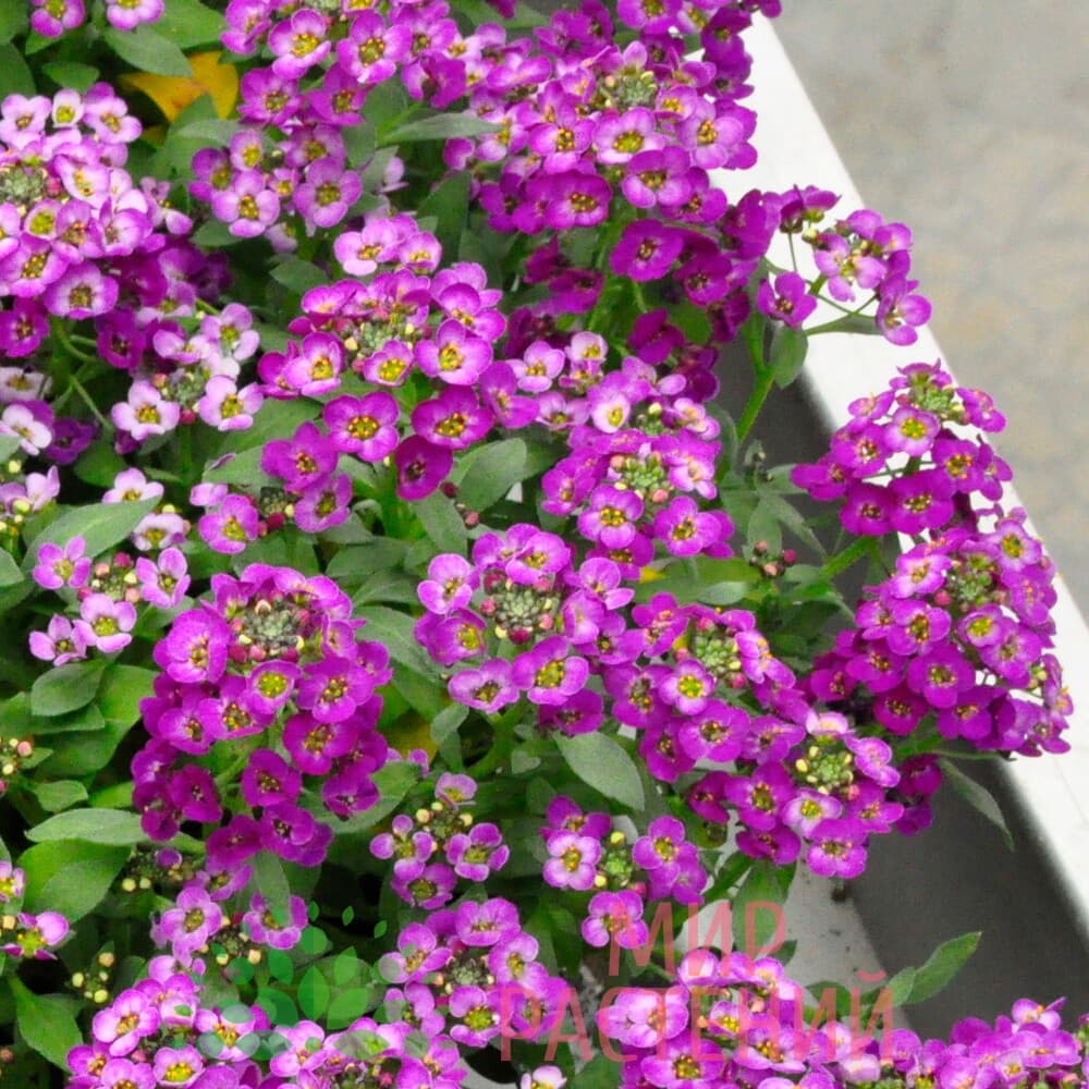 Превью изображения