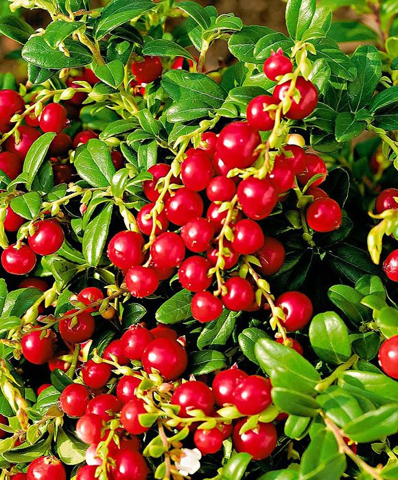 Превью изображения