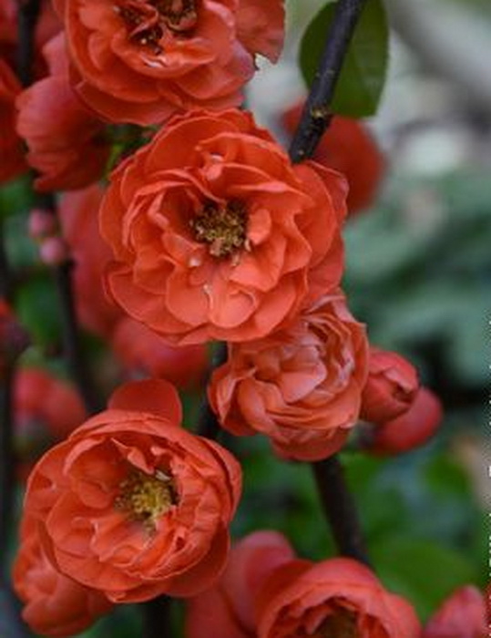 Превью изображения