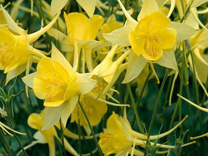 Превью изображения