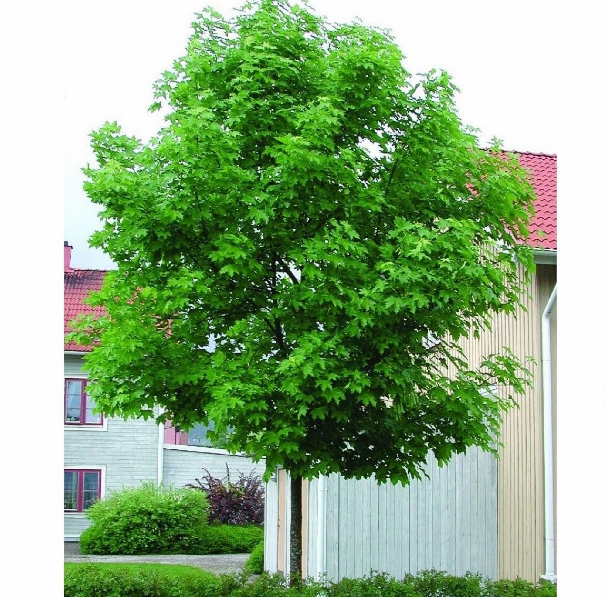 Превью изображения