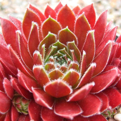 Превью изображения