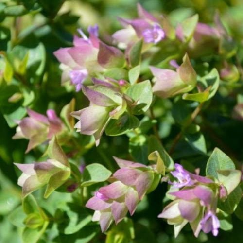 Превью изображения