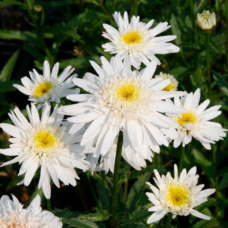 Превью изображения