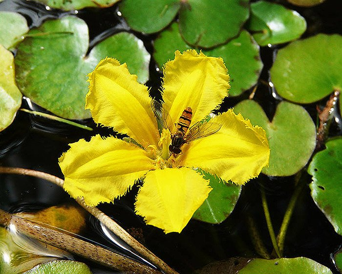 Превью изображения