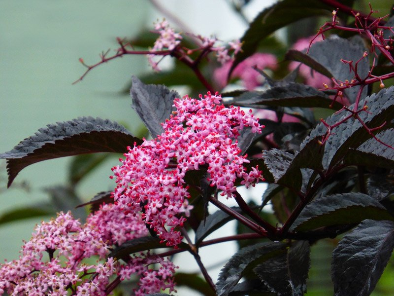 Превью изображения