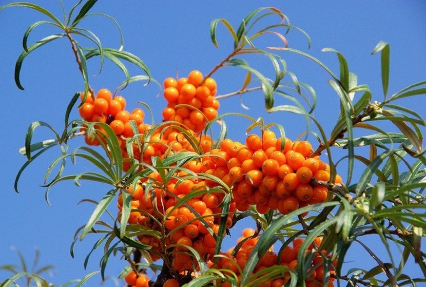 Превью изображения