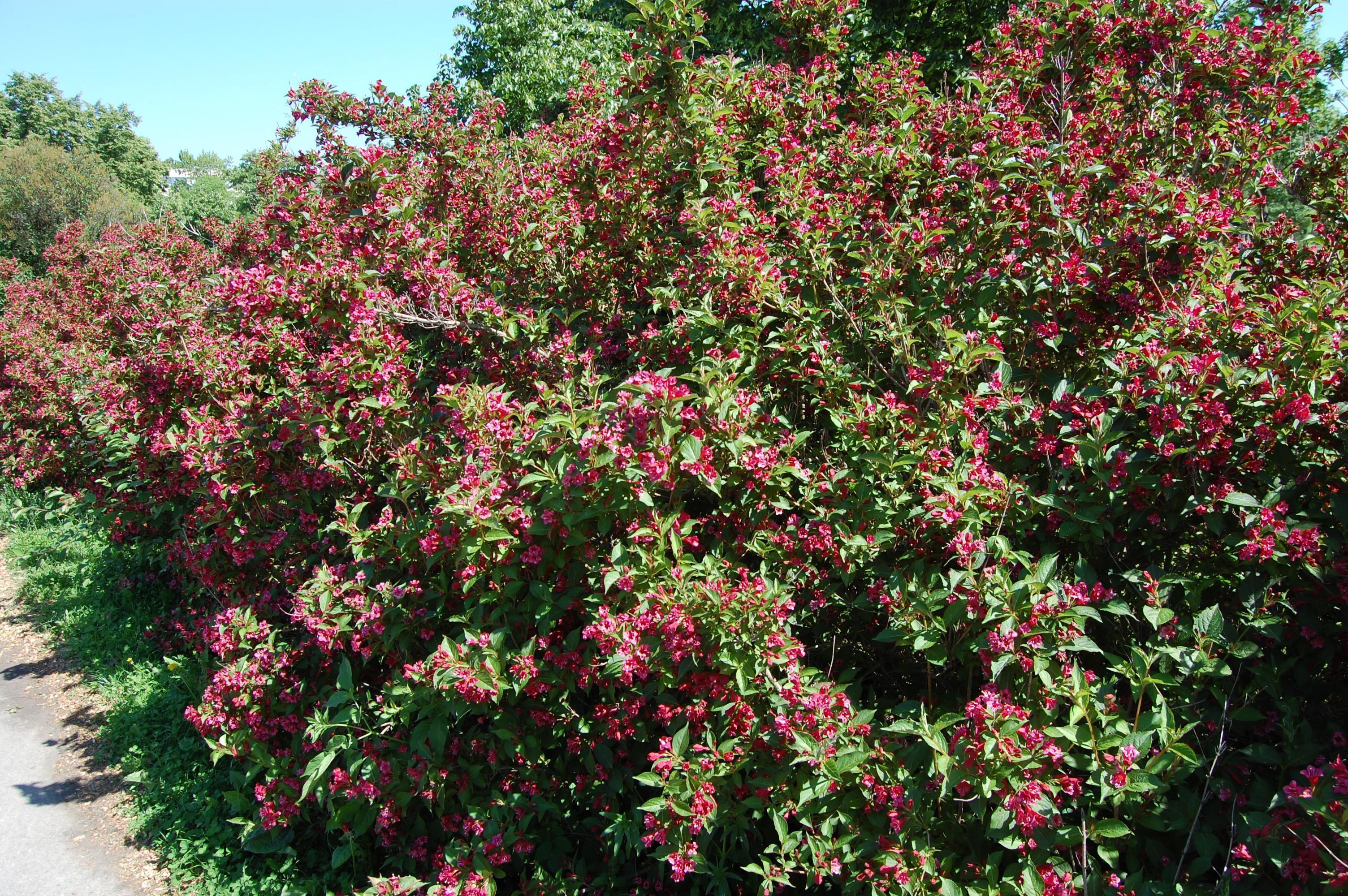 Превью изображения