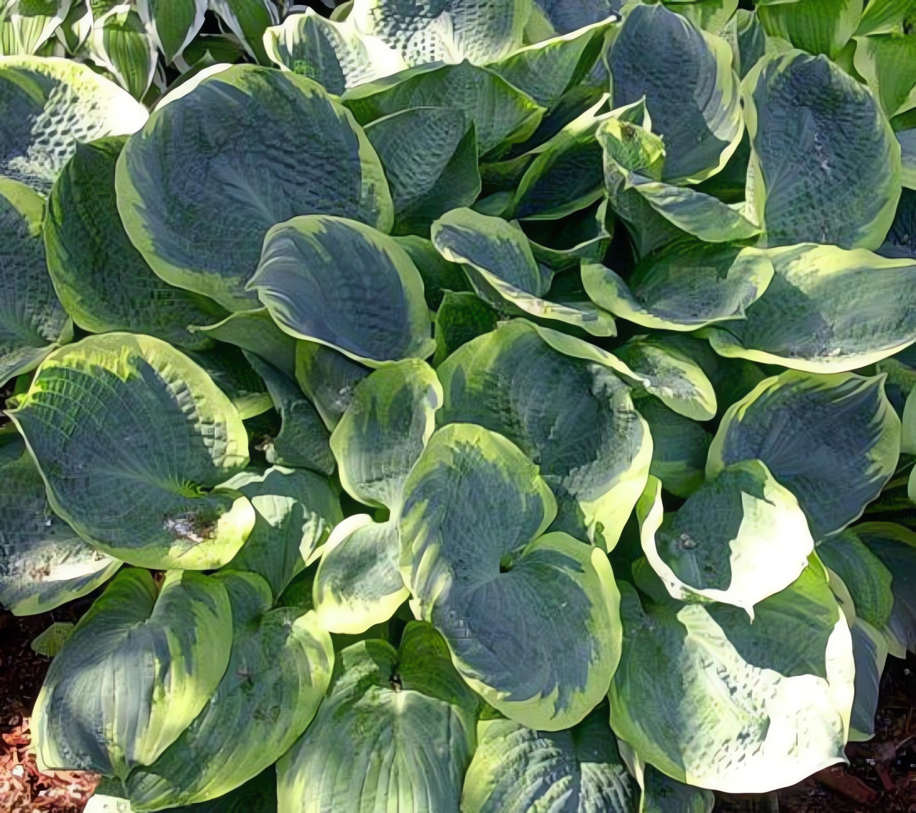 Превью изображения