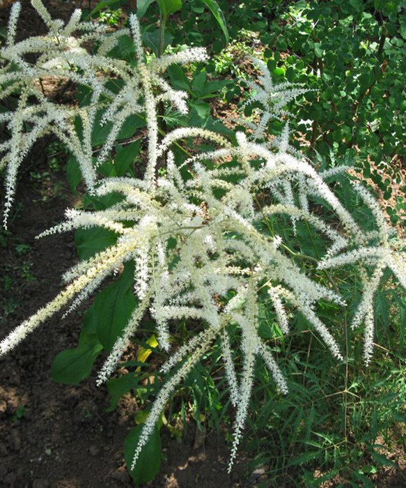 Превью изображения