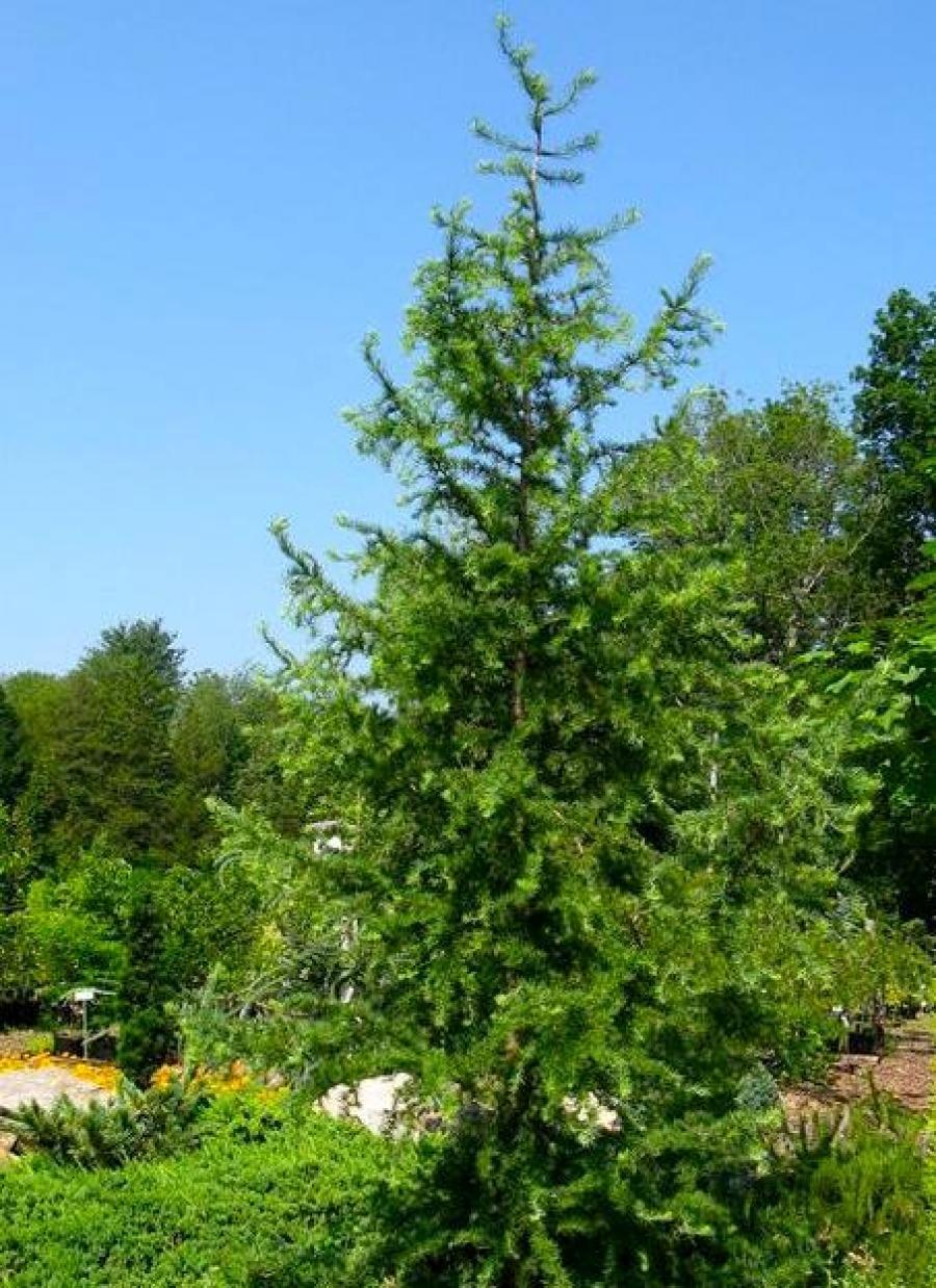 Превью изображения