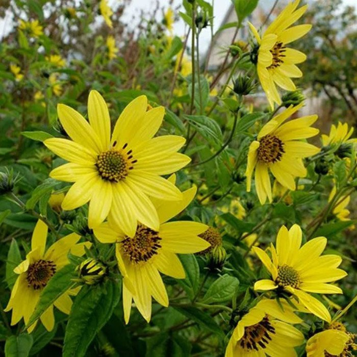 Превью изображения