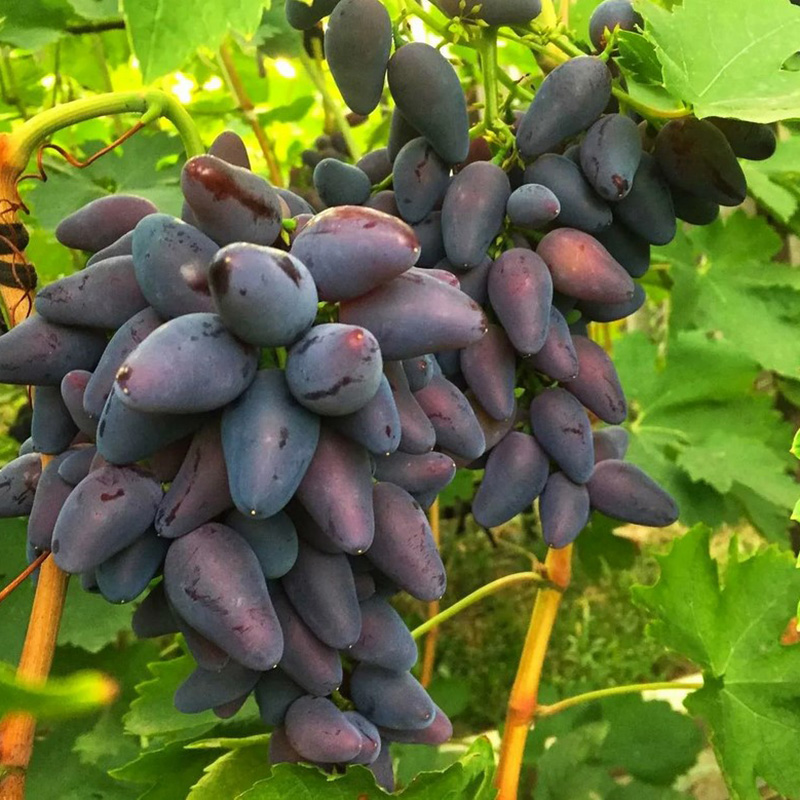 Превью изображения