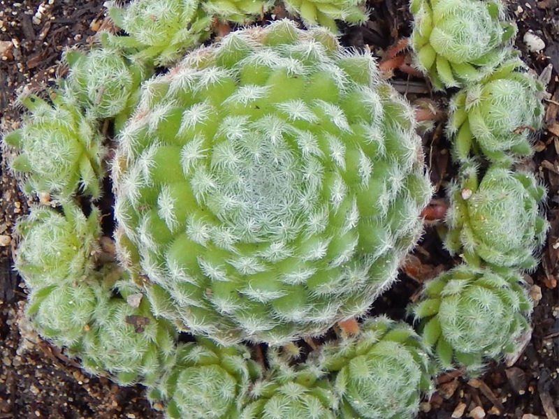 Превью изображения