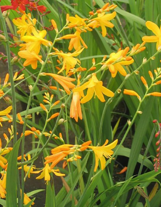 Превью изображения