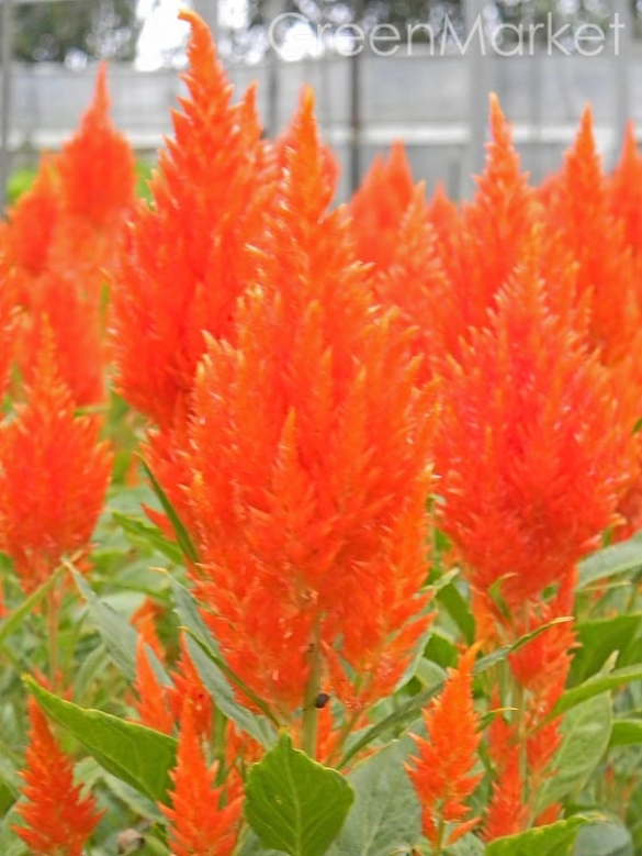 Превью изображения