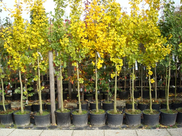 Превью изображения