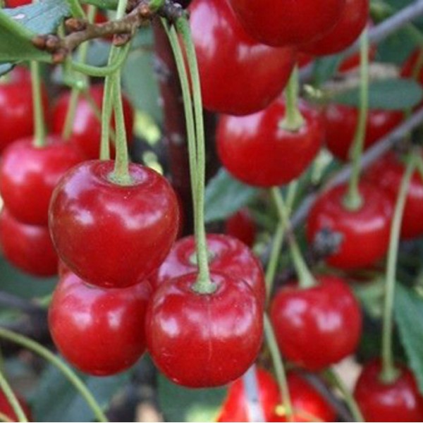 Превью изображения