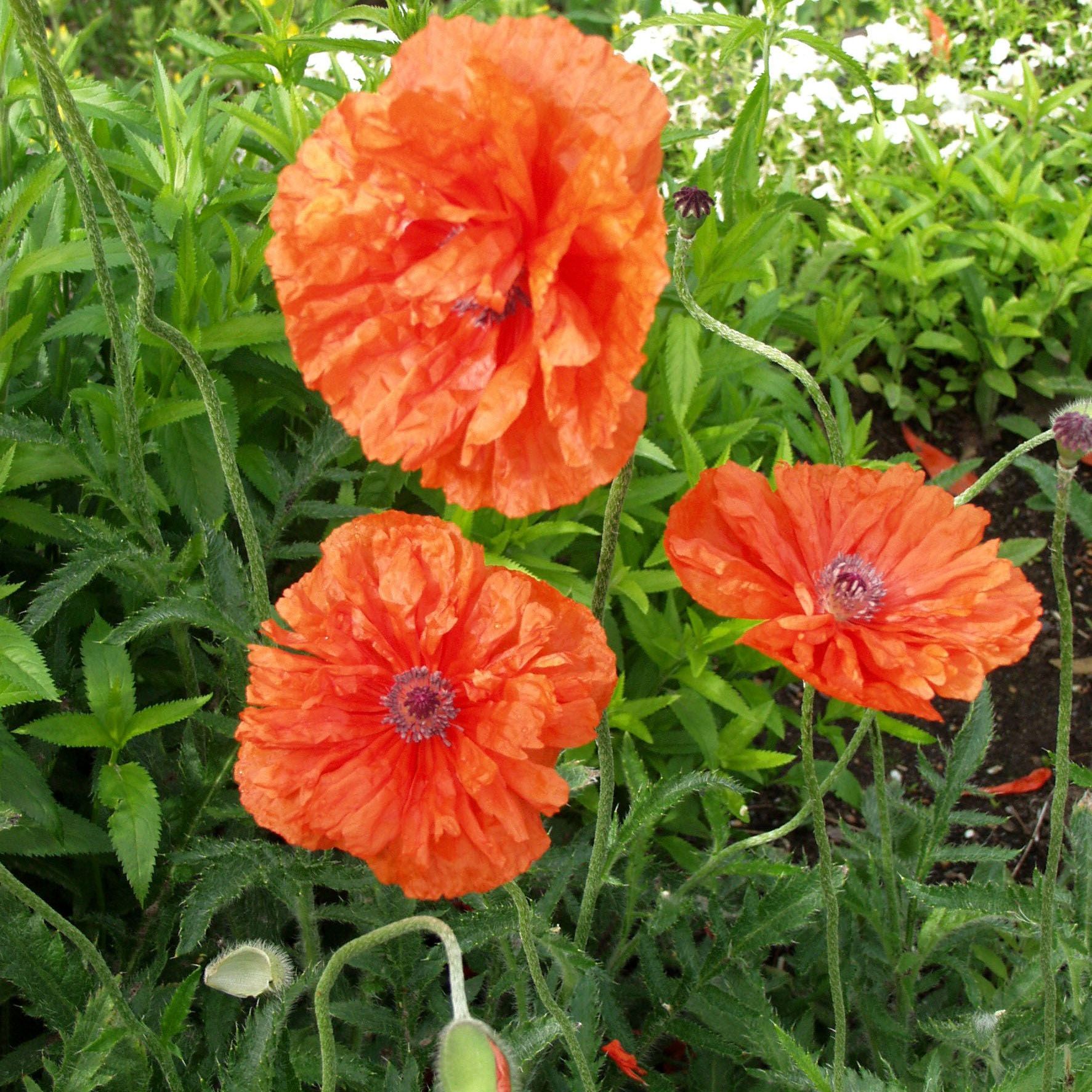 Превью изображения