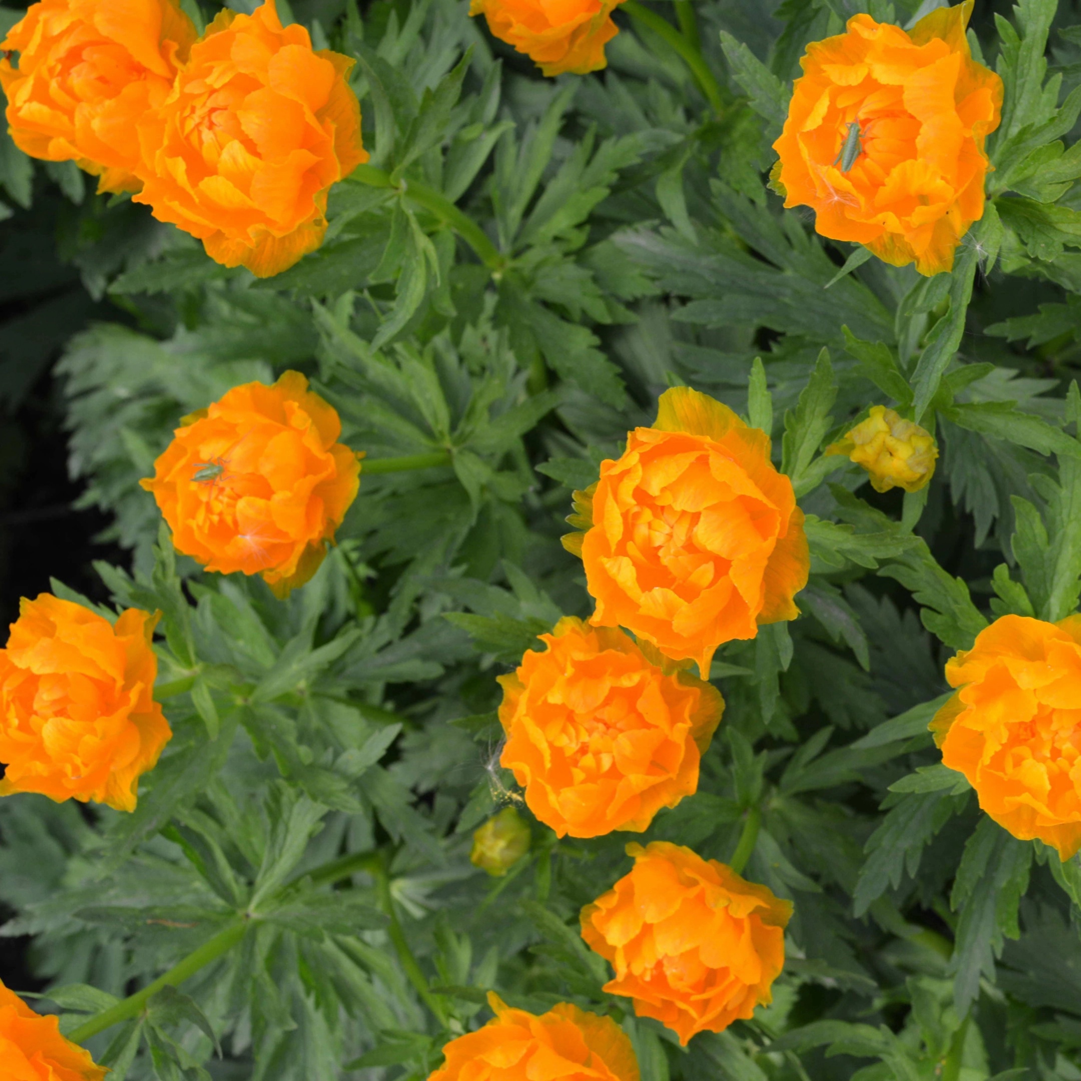 Превью изображения