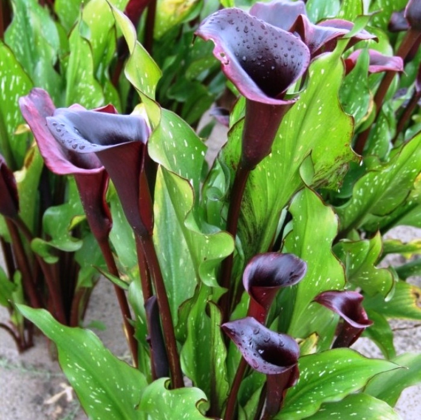 Превью изображения