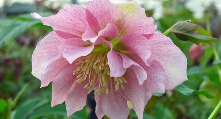 Превью изображения