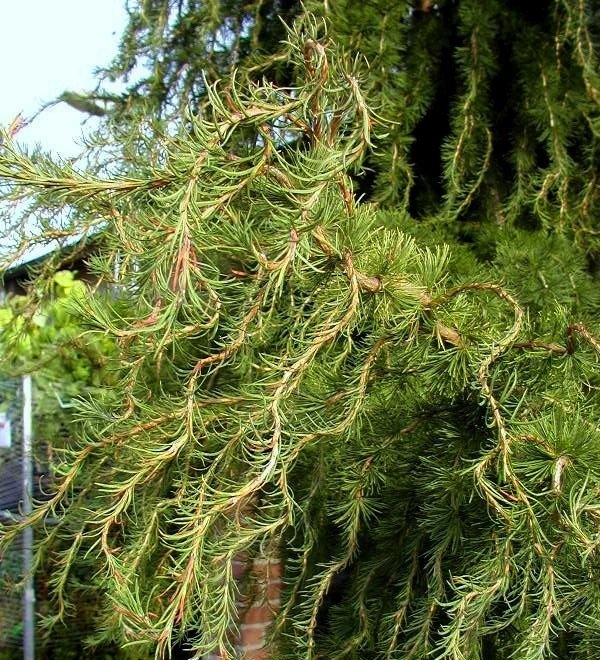 Превью изображения