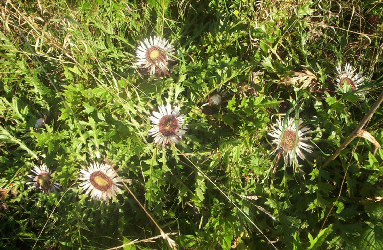 Превью изображения