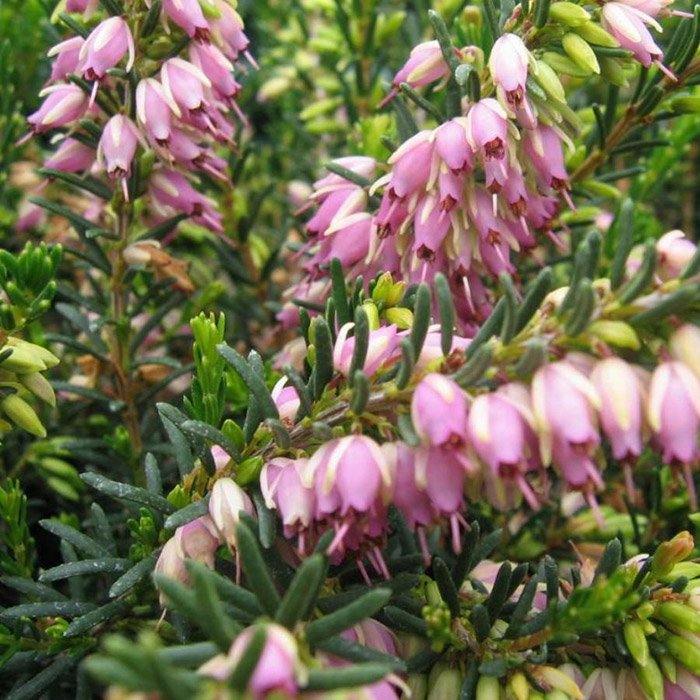 Превью изображения