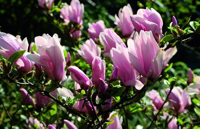 Превью изображения