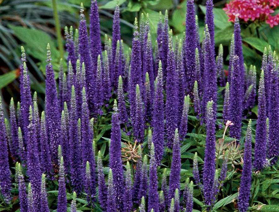 Превью изображения