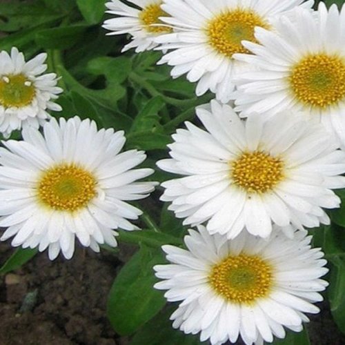 Превью изображения