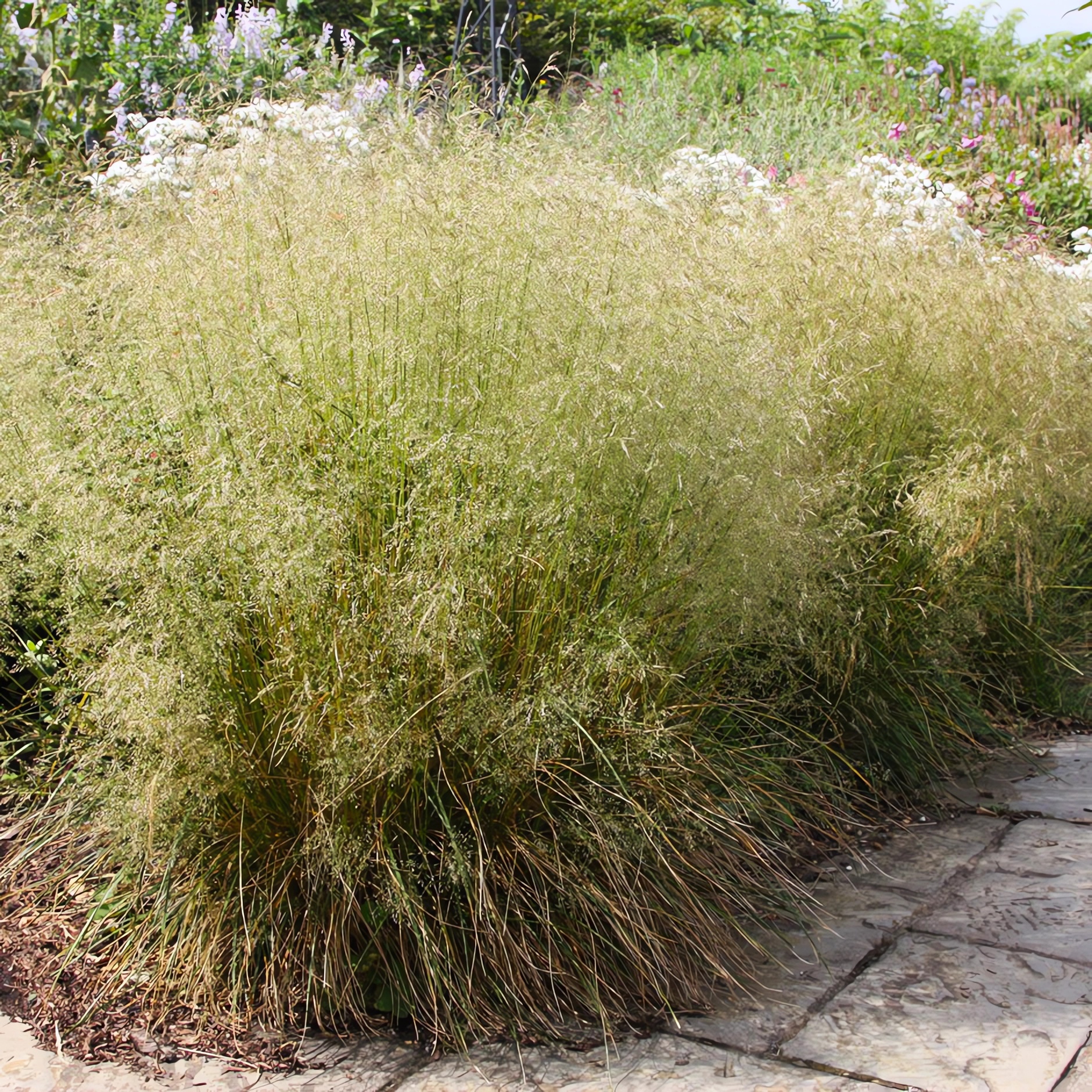 Превью изображения