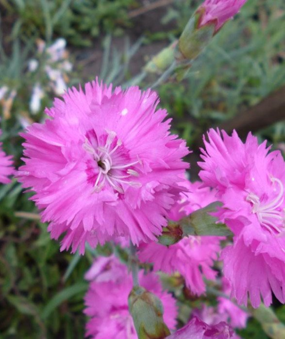 Превью изображения