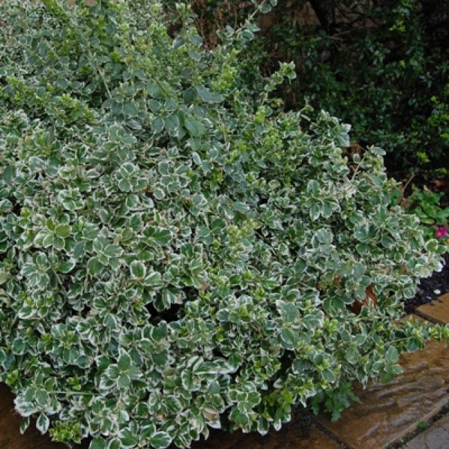 Превью изображения