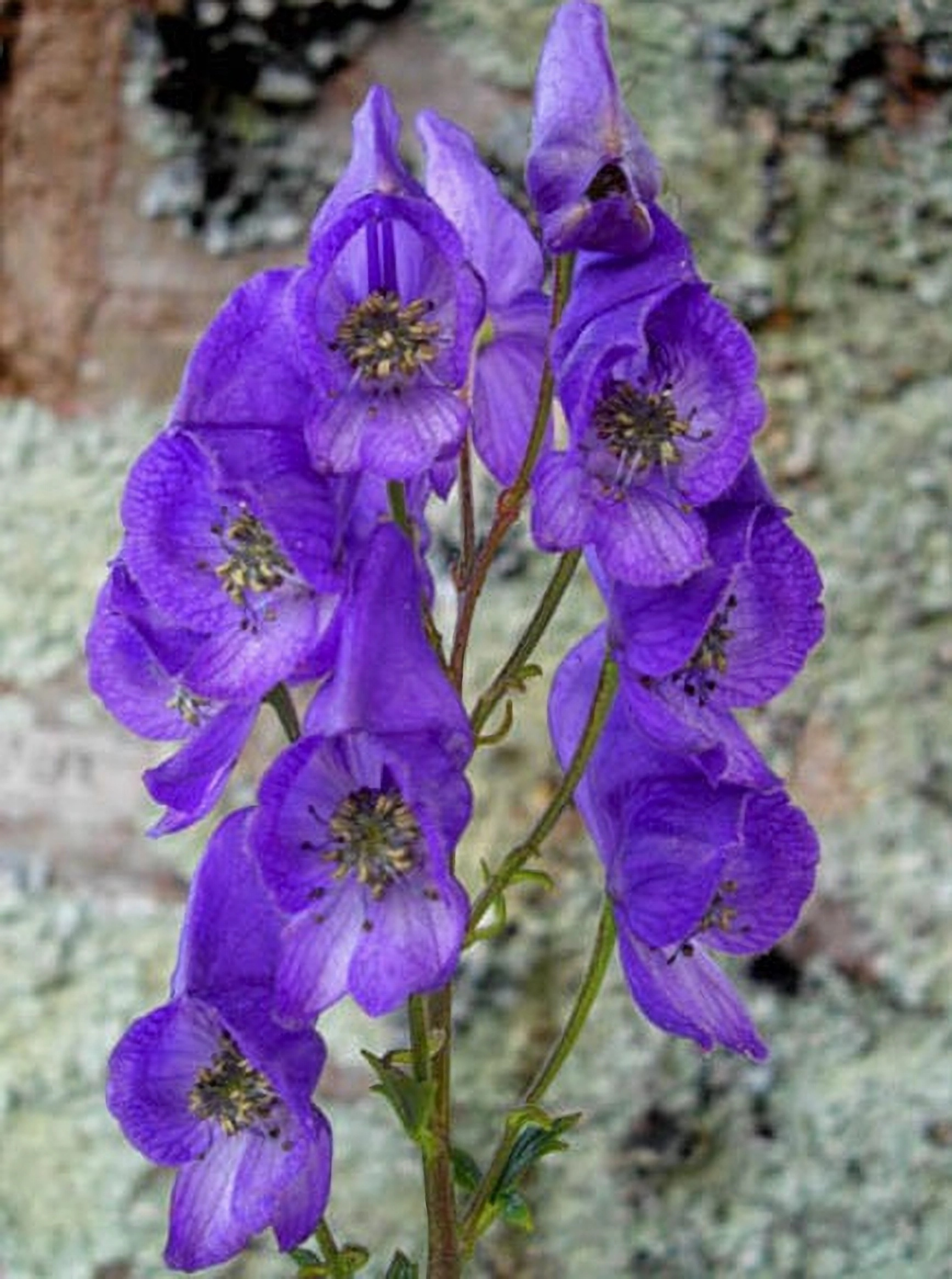 Превью изображения