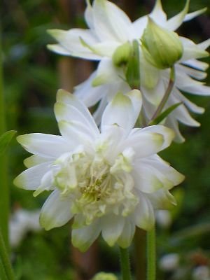 Превью изображения